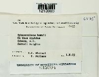 Sphaerotheca humuli image