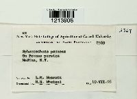 Podosphaera pannosa image