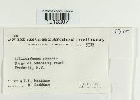 Podosphaera pannosa image