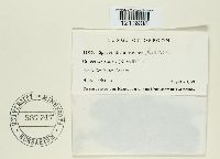 Podosphaera pannosa image