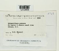 Podosphaera pannosa image