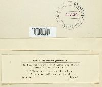 thumbnail image of current specimen