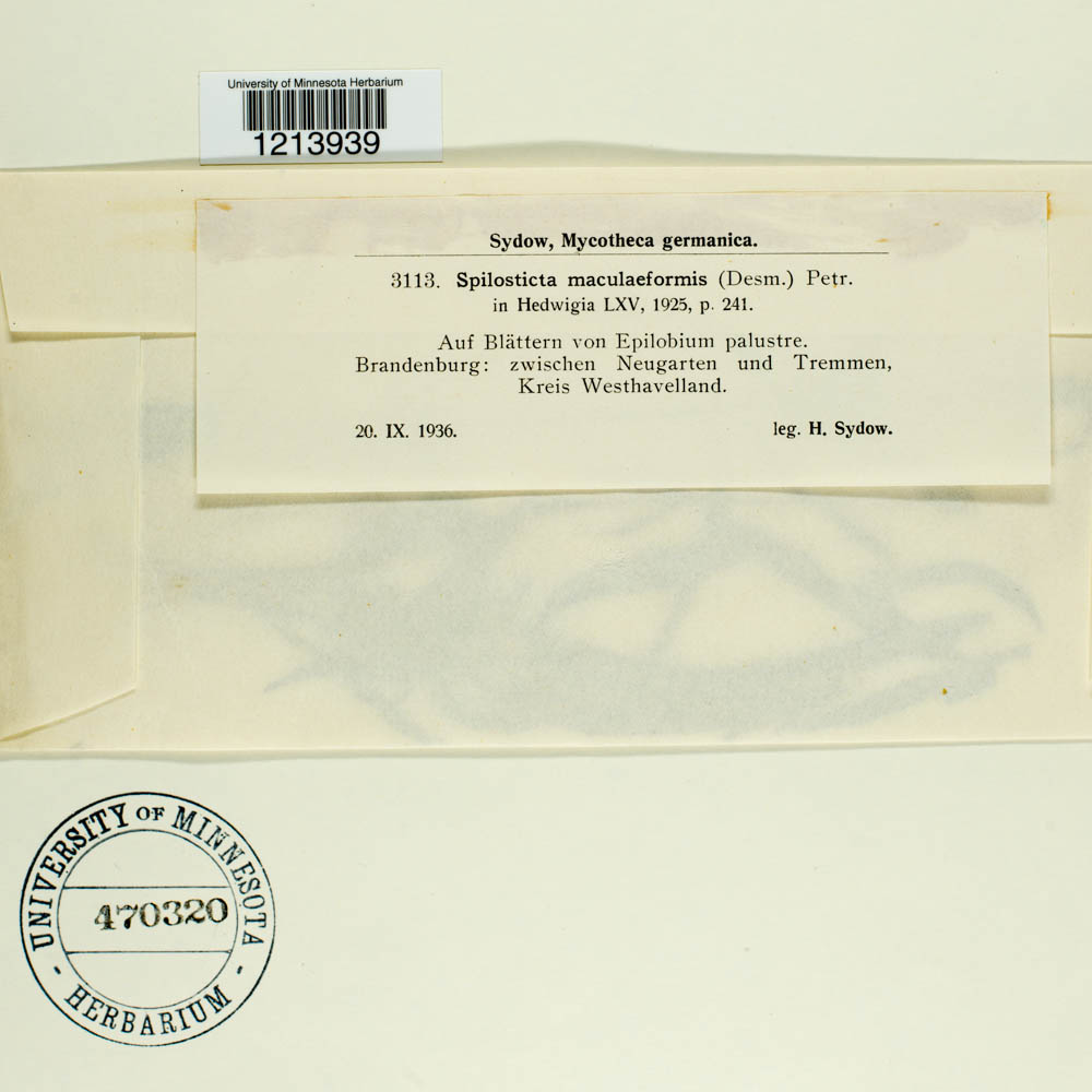 Spilosticta maculaeformis image