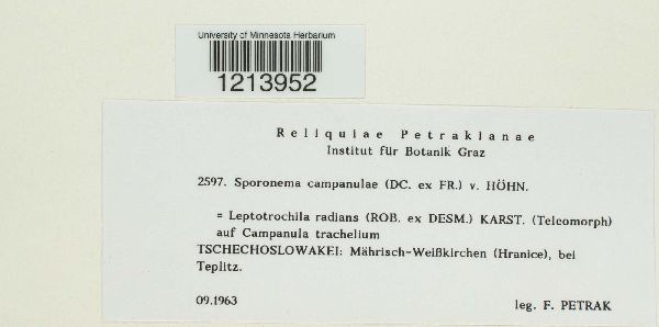 Placosphaeria campanulae image