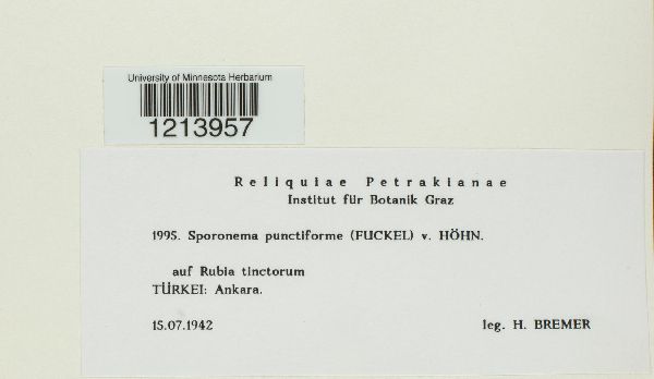 Phyllachora punctiformis image