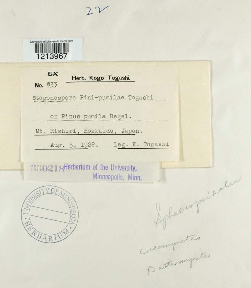 Stagonospora pini-pumilae image