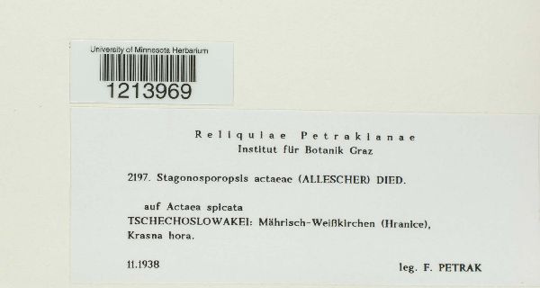 Stagonosporopsis actaeae image