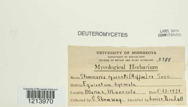 Stamnaria persoonii image