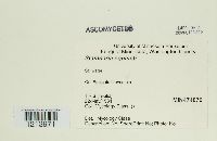 Stamnaria persoonii image