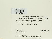 Stamnaria persoonii image