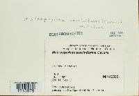 Macrosporium sarciniforme image