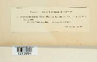 Stenella lythri image