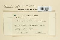 Stenella lythri image