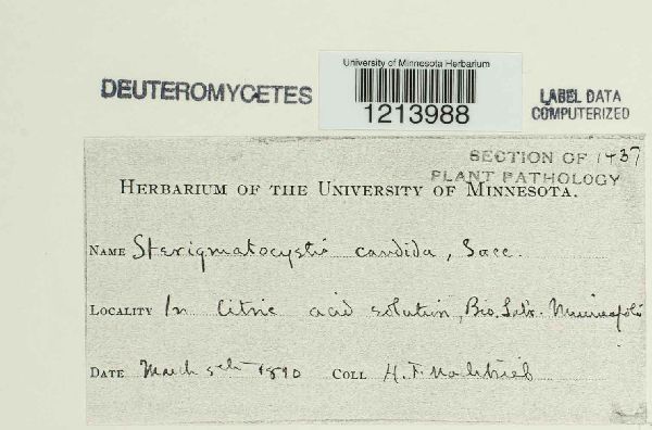 Sterigmatocystis candida image