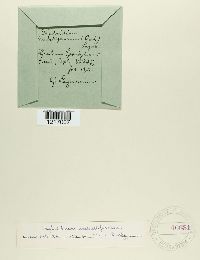 Taphridium umbelliferarum image