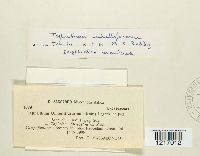 Taphridium umbelliferarum image