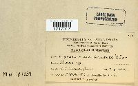 thumbnail image of current specimen
