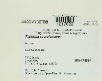 Taphrina caerulescens image