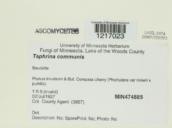 Taphrina communis image