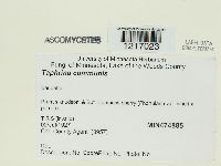 Media resource of Taphrina communis