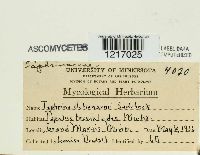 Taphrina johansonii image