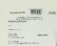 Taphrina johansonii image