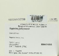 Taphrina johansonii image