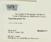 Taphrina pruni image