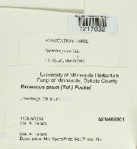 Taphrina pruni image