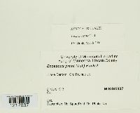 Taphrina pruni image