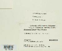 Taphrina pruni image