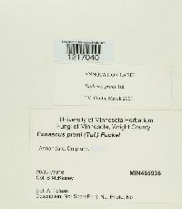 Taphrina pruni image