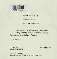 Taphrina pruni image