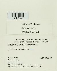 Taphrina pruni image