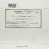 Taphrina caerulescens image