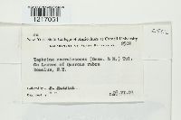 Taphrina caerulescens image