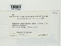 Taphrina caerulescens image