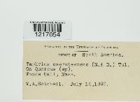 Taphrina caerulescens image