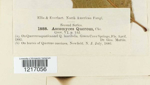 Taphrina caerulescens image