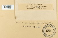 Taphrina caerulescens image