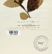 Image Associated With the Occurrence