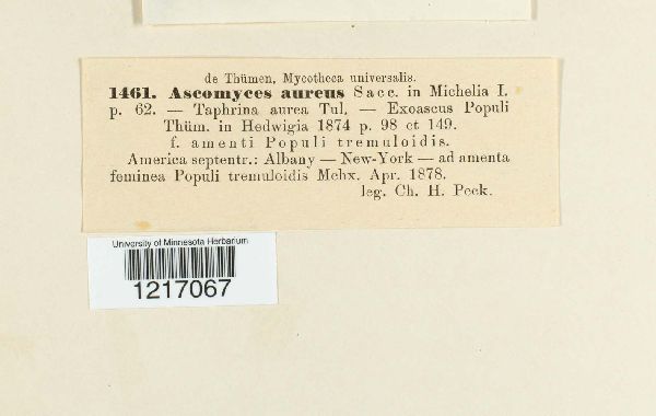 Taphrina populina image