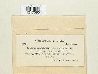 Taphrina caerulescens image