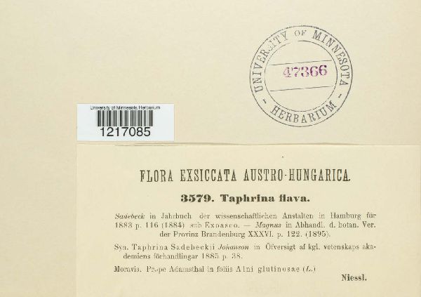 Taphrina flava image