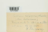 Taphrina polyspora image