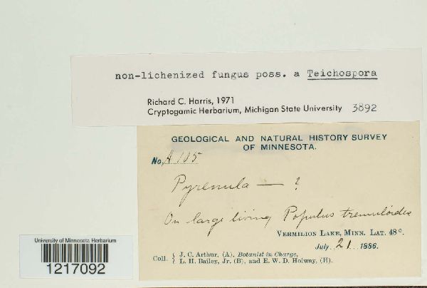 Teichospora image