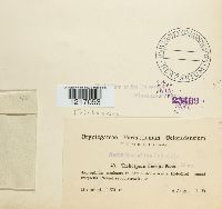 Media resource of Teichospora anceps