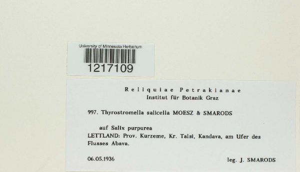 Thyrostromella salicella image