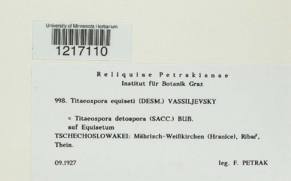 Titaeospora equiseti image