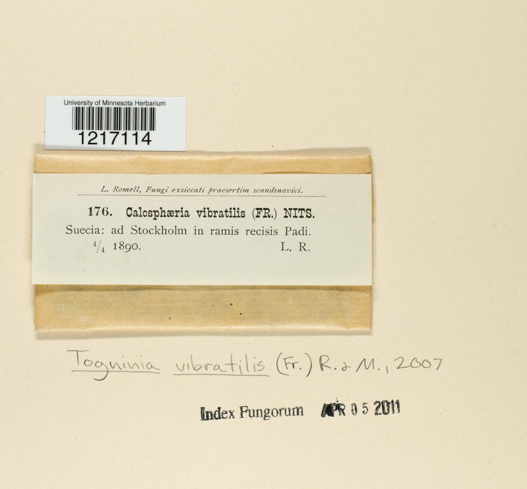 Togninia vibratilis image